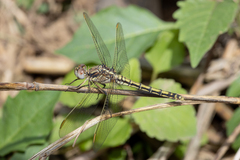 Orthetrum caledonicum