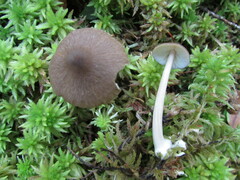 Entoloma