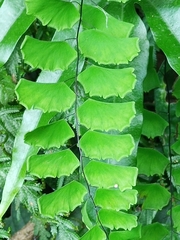 Adiantum philippense