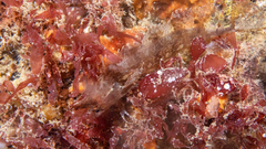 Heteroclinus eckloniae