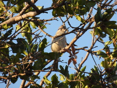 Baeolophus inornatus