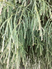 Dacrydium cupressinum