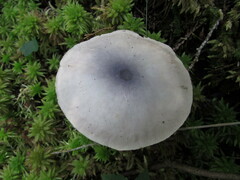 Entoloma indigoferum