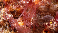 Heteroclinus eckloniae