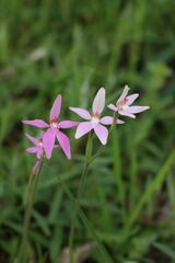 Caladenia latifolia
