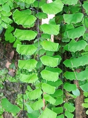Adiantum philippense