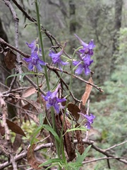 Delphinium scaposum