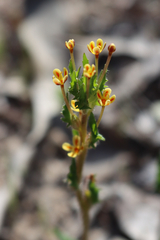 Zaluzianskya divaricata