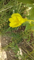 Oenothera rubricaulis
