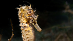 Hippocampus abdominalis