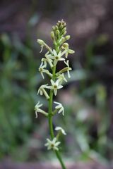 Stackhousia monogyna