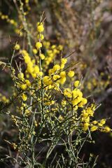 Acacia spinescens