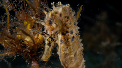 Hippocampus abdominalis