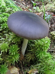 Entoloma indigoferum