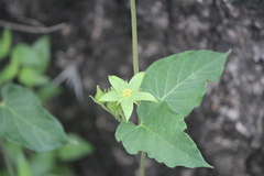 Gonolobus grandiflorus