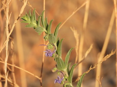 Trichostema lanceolatum