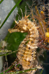 Hippocampus abdominalis