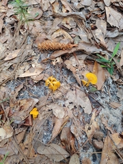 Cantharellus lateritius