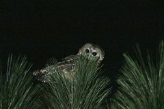 Strix occidentalis lucida