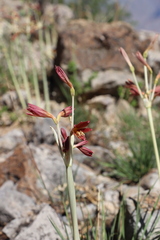 Ungernia sewerzowii