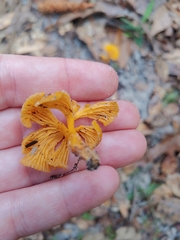 Cantharellus lateritius