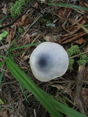 Entoloma indigoferum