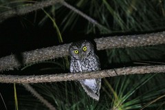 Megascops trichopsis