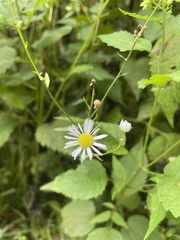 Erigeron strigosus
