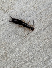 Euborellia annulipes