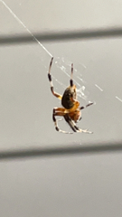 Neoscona domiciliorum