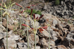 Ungernia sewerzowii