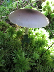Entoloma indigoferum
