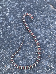 Lampropeltis gentilis