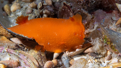 Doriopsilla carneola