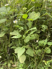Erigeron strigosus