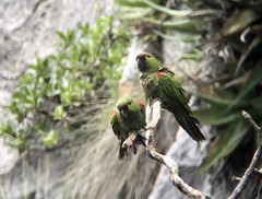 Rhynchopsitta terrisi