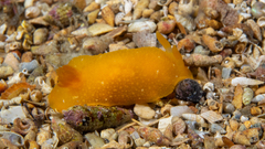 Doriopsilla carneola