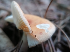 Russula decolorans