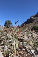 Ungernia sewerzowii