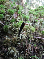Geoglossum