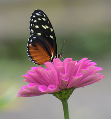 Heliconius hecale