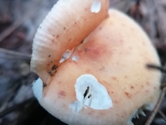 Russula decolorans