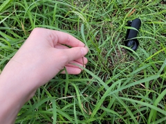 Eragrostis barrelieri