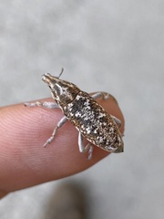 Cyphocleonus achates