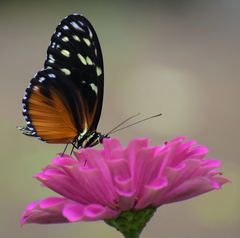Heliconius hecale