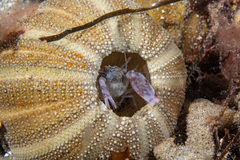 Alpheus novaezealandiae