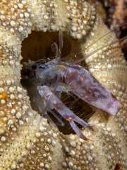 Alpheus novaezealandiae