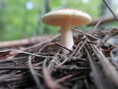 Russula decolorans