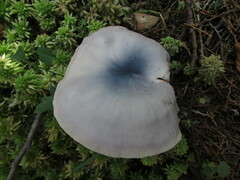 Entoloma indigoferum