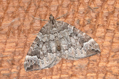 Eulithis explanata